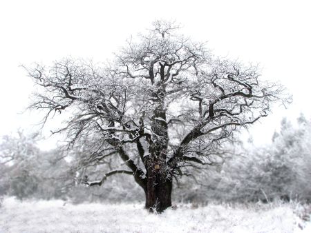 isolated tree in winterの写真素材