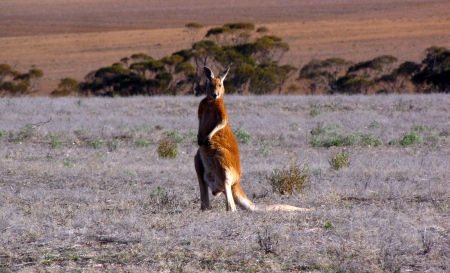 Kangaroo  red  on natural backgroundの写真素材