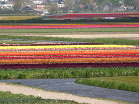 Tulip fields in the distance in Holland