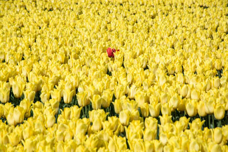bright red tulip in a field of yellow tulipsの写真素材