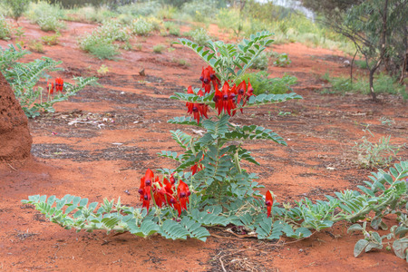 Closeup of Sturt's Desert Pea Flower - Endangered, rare Australian plantの写真素材