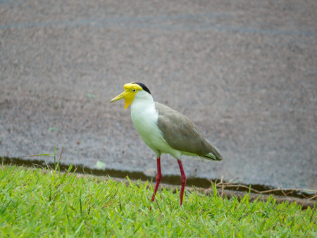 Masked lapwing australian grey and yellow bird closeupの写真素材
