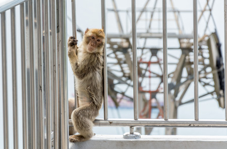Macaque monkey looking at camera in Gibraltarの写真素材