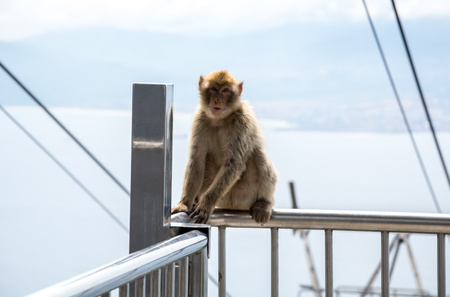 Young macaque monkey sitting by the sky lift in Gibraltarの写真素材