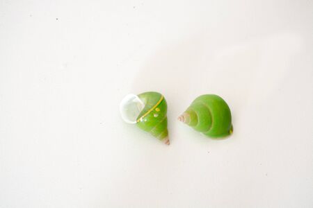 Bright green sea shells on a white backgroundの写真素材