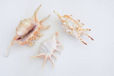 Various types of sea shells on a light backgroundの写真素材