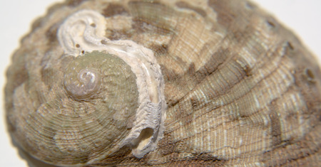 Extreme closeup of a sea shell