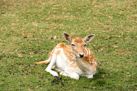 Doe eyed fawn young deer in green grassの写真素材