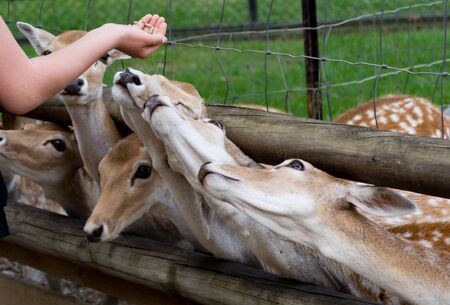Doe eyed fawn young deer in green grassの写真素材