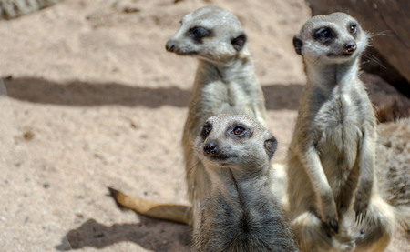 Meerkat in captivity looking around posing for the cameraの写真素材