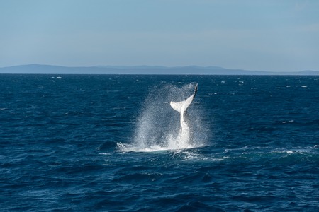 Capture of Humpback whale frolicking in the sea on a sunny dayの写真素材