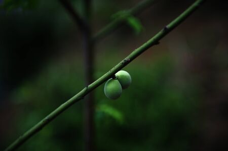 Hill Fruitの写真素材