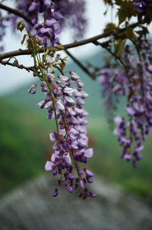 Purple flowersの写真素材