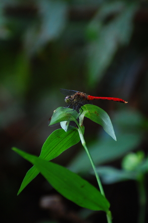 Red Dragonflyの写真素材