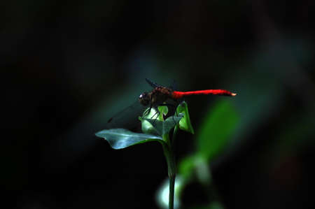 Dragonflyの写真素材