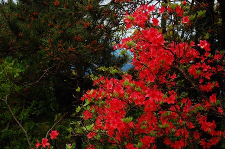 Wild Azaleaの写真素材