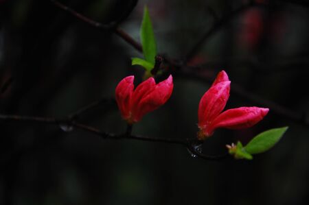 Wild Azaleaの写真素材