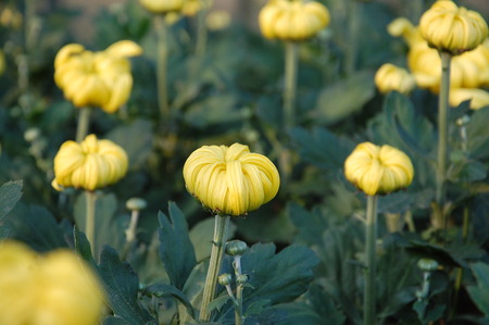 Chrysanthemumの写真素材