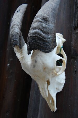 Cow skullの写真素材