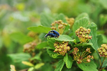 close up of insect on plantの写真素材