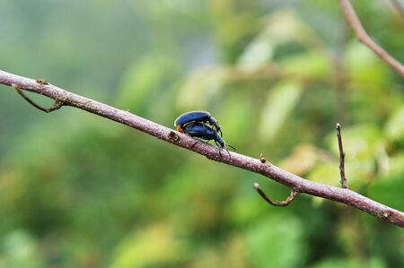 close up of insects on plantの写真素材
