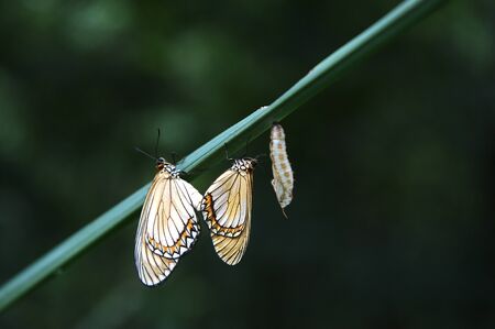 close up of insect on plantの写真素材