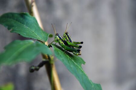 grasshoppers on green plantの写真素材