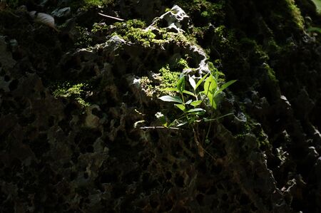 Plant lifeの写真素材