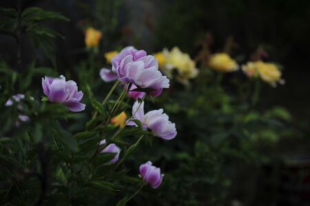 Purple peony flowers