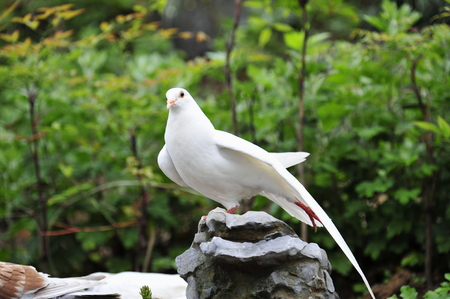 Cute pigeonの写真素材