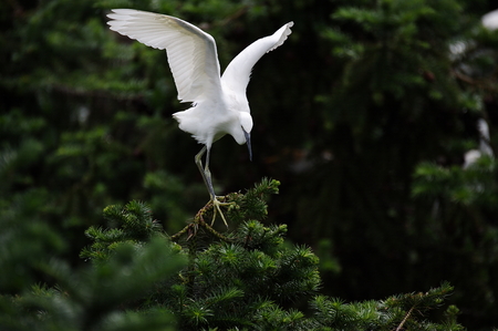 wild egretの写真素材