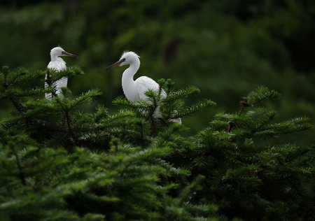 wild egret