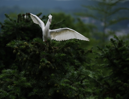 Survive the wild egretの写真素材