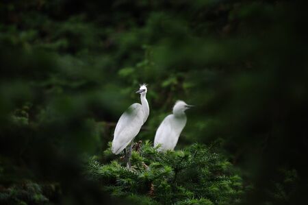 Wild egretの写真素材