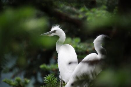 Wild egretの写真素材