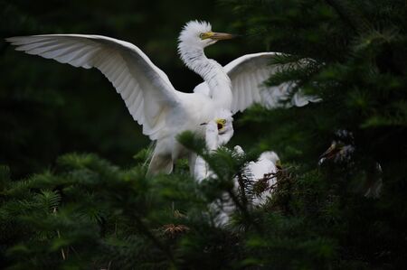 Wild egretの写真素材