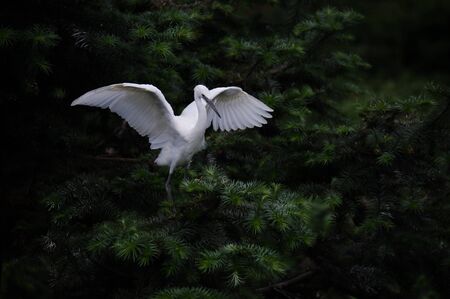 Wild egretの写真素材