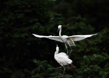 Wild egretの写真素材
