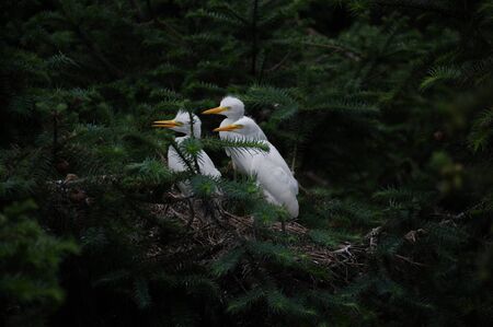 Wild egretの写真素材