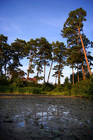 Beautiful lake with water lilies surrounded by treesの写真素材