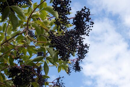  Many elderberry on tree with blue sky backgroundの写真素材