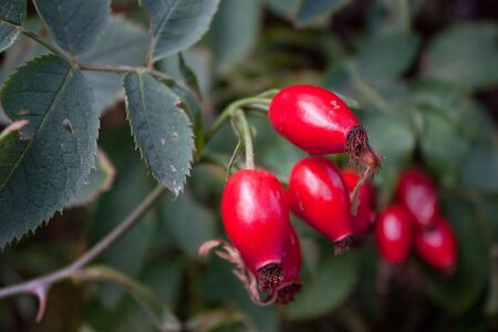 Many Hips on dark background in natureの写真素材