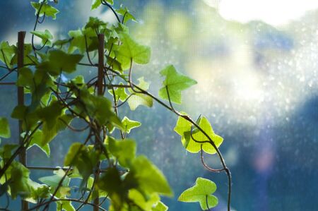 plantの写真素材
