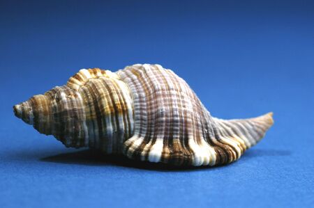Shell