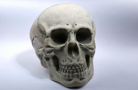 Human skullの写真素材