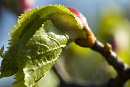 leaf