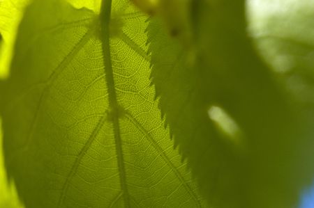 green leafの写真素材