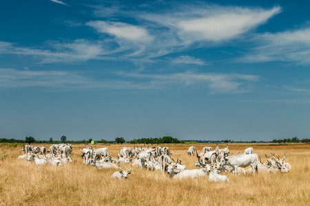 Gray Cattle Herdの写真素材