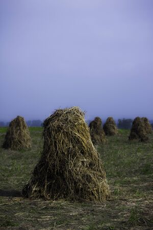 Haystagの写真素材