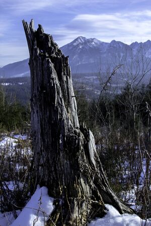Damaged trunk